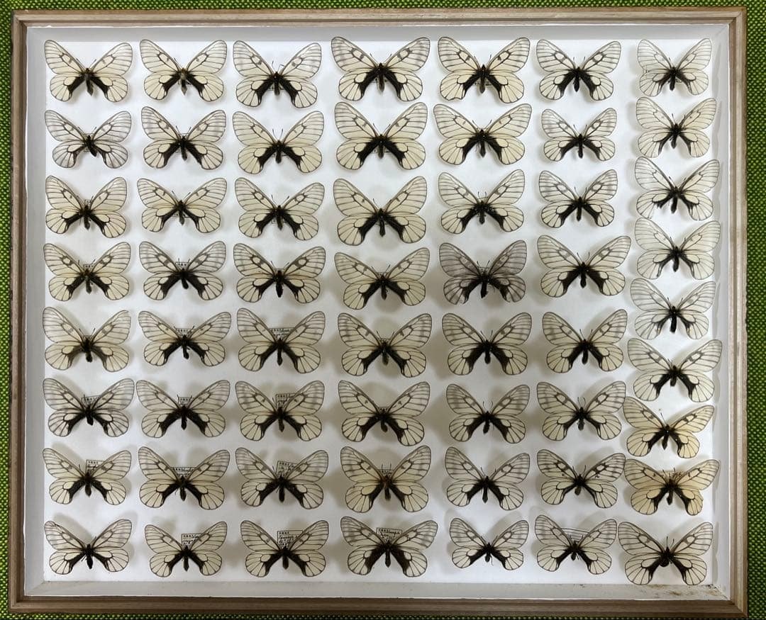 蝶標本希少ウスドイツガラス木箱現状品41x50x6cm写真がご確認してください