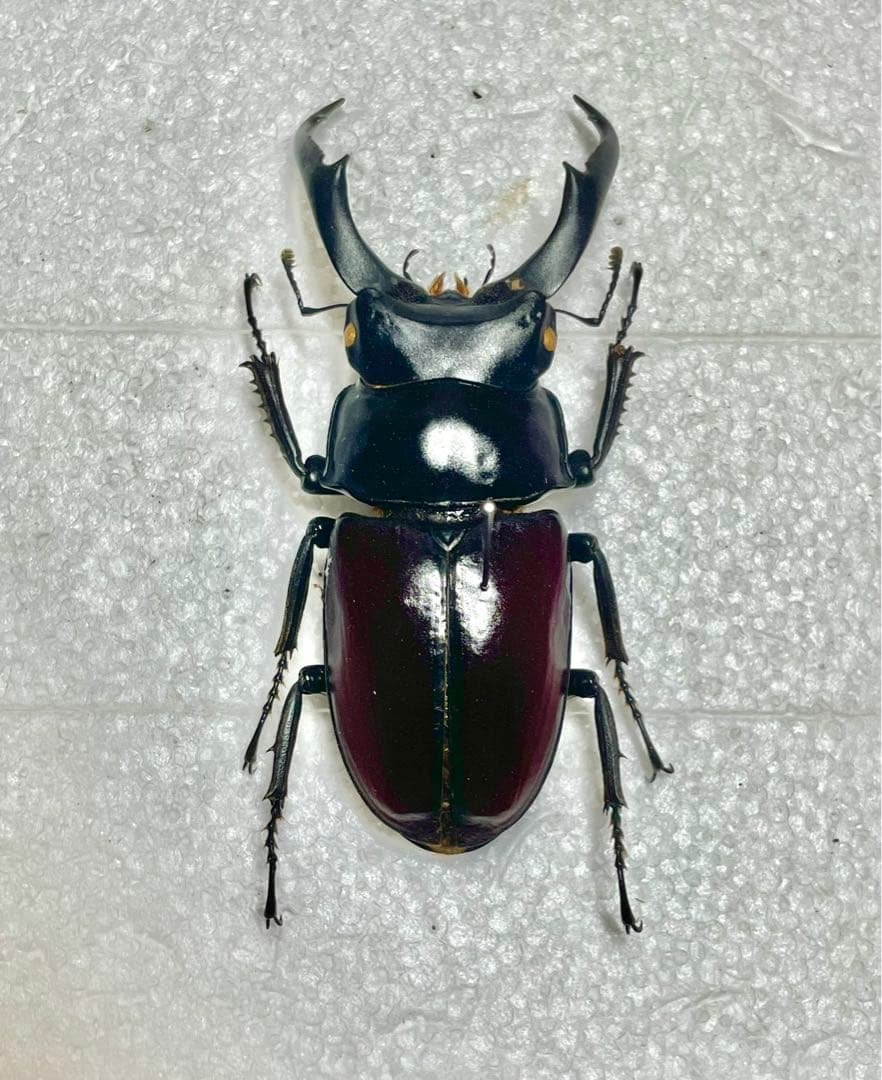 ドンキエルコクワガタ　(赤ドンキ) 70mm標本