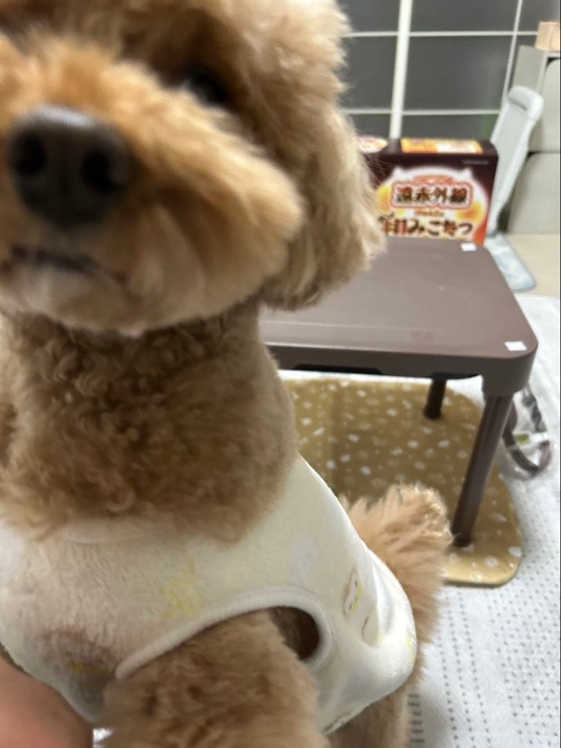 ペット用こたつ にゃんこの和みこたつ
