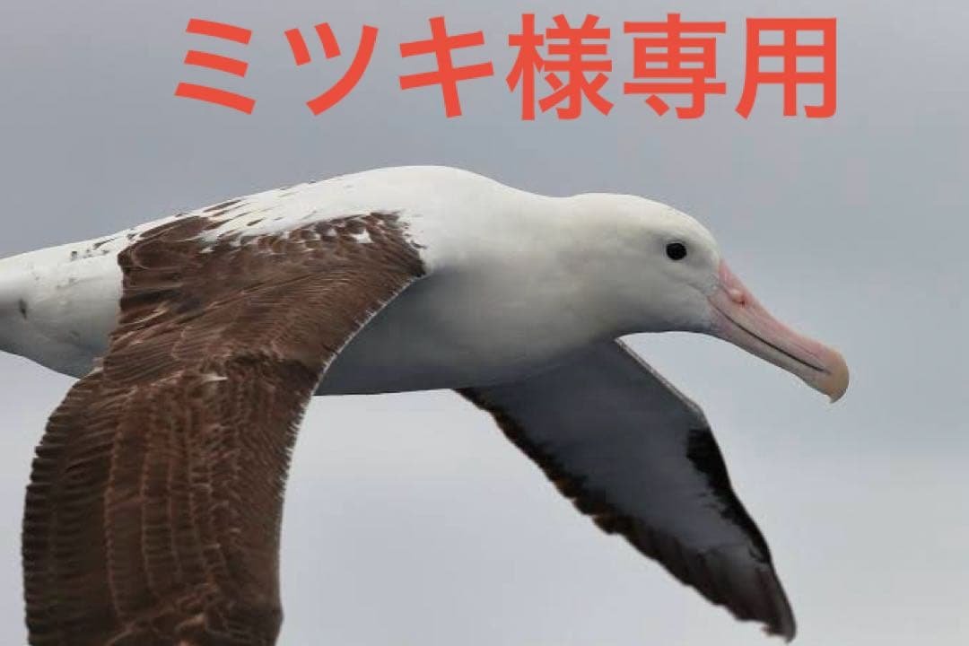 ミツキ